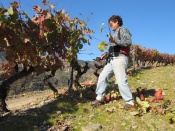 One of the Malvedos team of skilled labourers pruning the vines and removing the spent