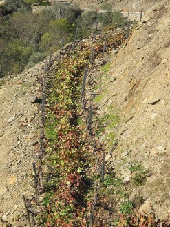 Spent leaves and canes left behind two rows of vines to await shredding.