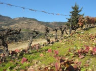 A row of pruned vines at Malvedos