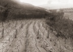 The 'Port Arthur' Stone Terraces vineyard at Malvedos in the aftermath of the 1909 flood.