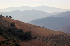 Establishing new vineyards on the steep mountainsides of the Douro is a long and difficult process.